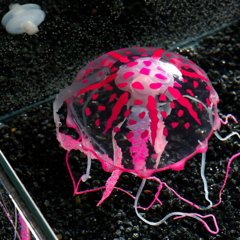 Медуза в акваріум велика 10 см, рожева купити Дніпро